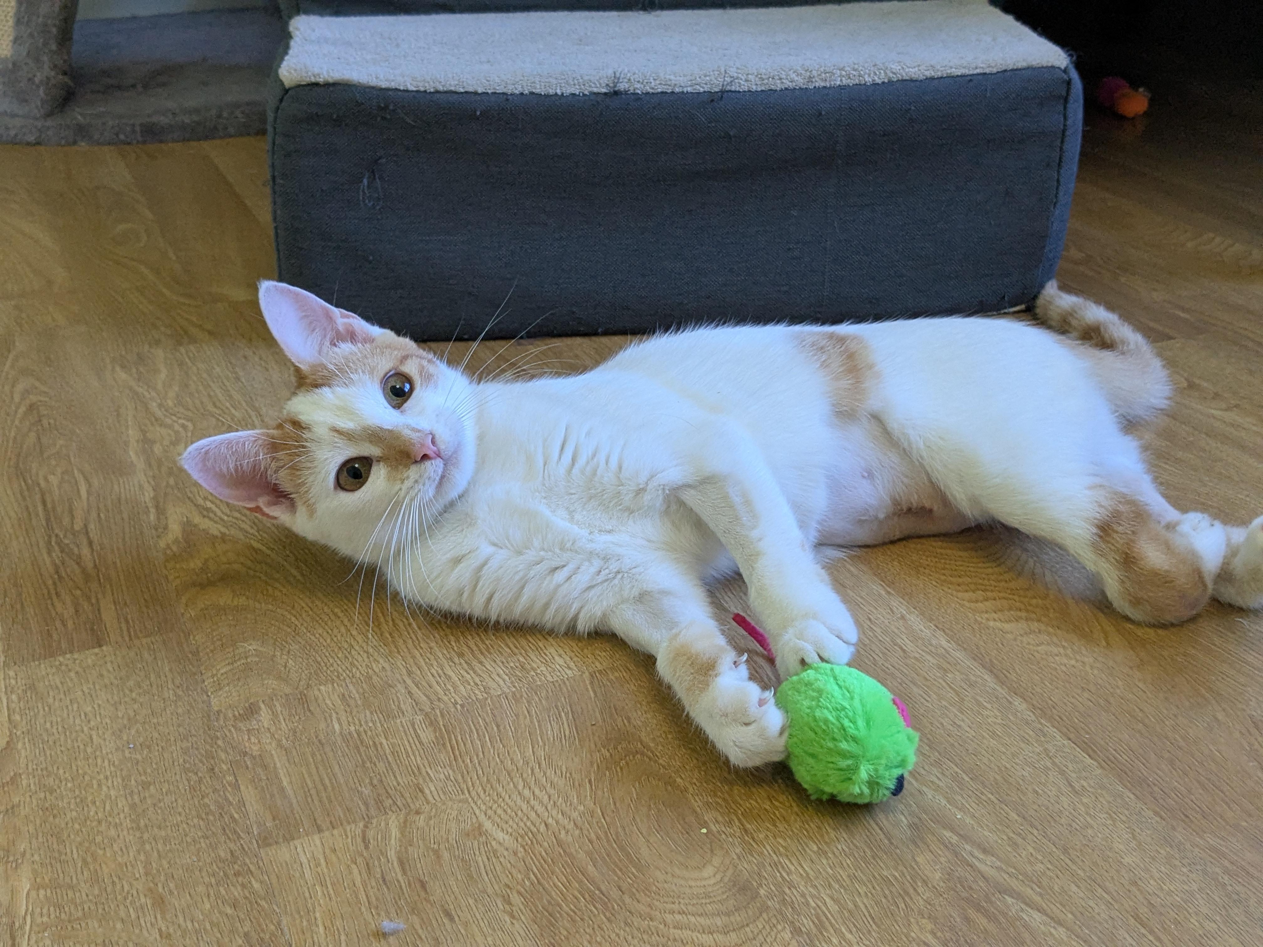 Enlarge Papaya, a Adoptable Domestic Short Hair in Burlington, VT image 6/6