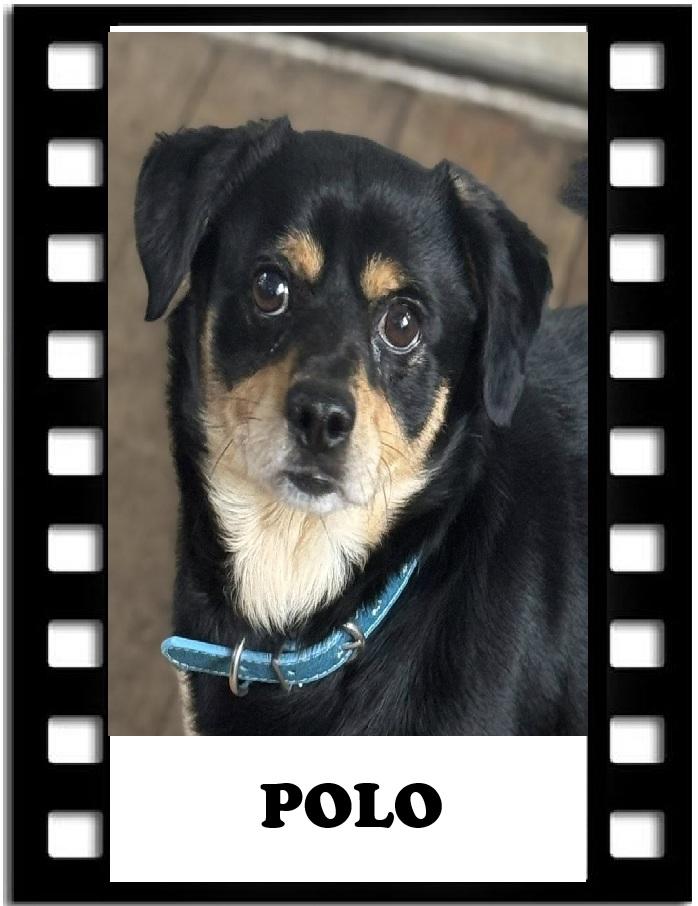 Polo, a Adoptable mixed breed in Navarre, FL image 1/3