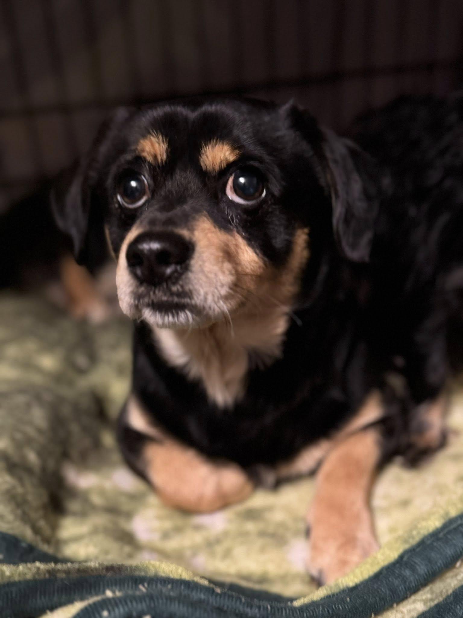 Polo, a Adoptable mixed breed in Navarre, FL image 2/3