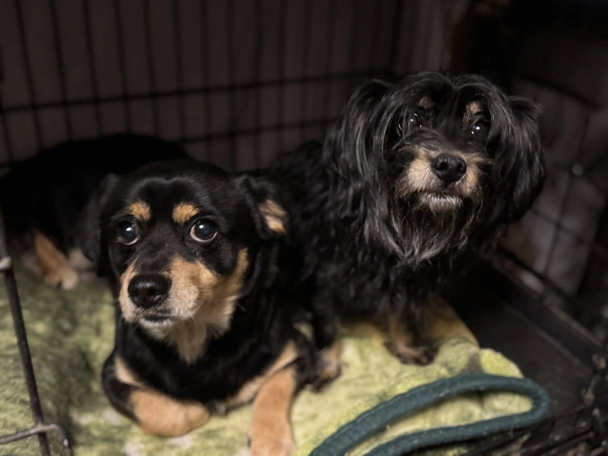 Polo, a Adoptable mixed breed in Navarre, FL image 3/3