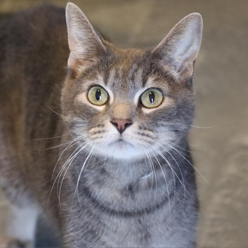 Neuron — thumbnail 4