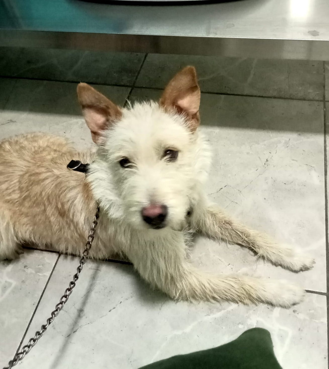 Macarrón — thumbnail 3