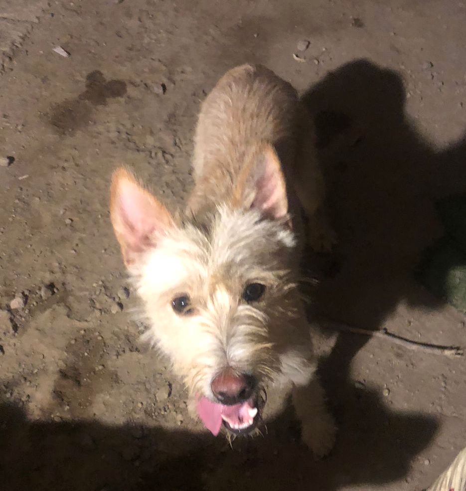 Macarrón — thumbnail 4