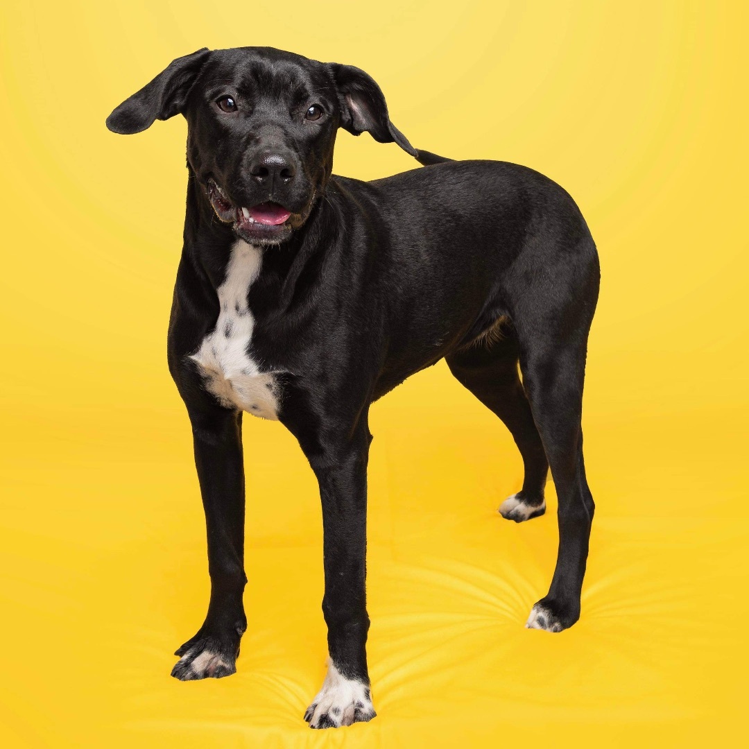 Sweet girl Donna, a Adoptable mixed breed in Reidsville, NC image 1/3