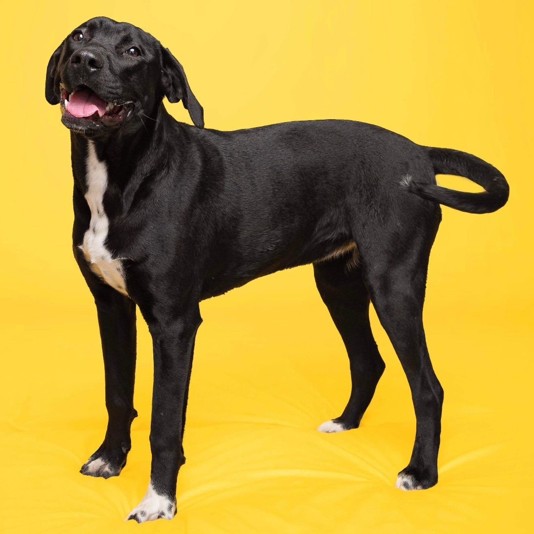 Sweet girl Donna, a Adoptable mixed breed in Reidsville, NC image 3/3