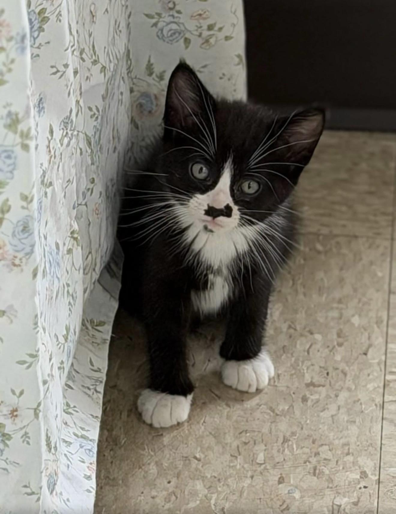 Chakra, ADOPTABLE, Kitten Male Domestic Short Hair.