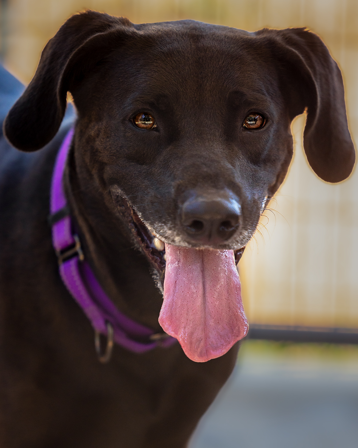 Biggy Smalls, a Adoptable Black Labrador Retriever in Nocona, TX image 2/4