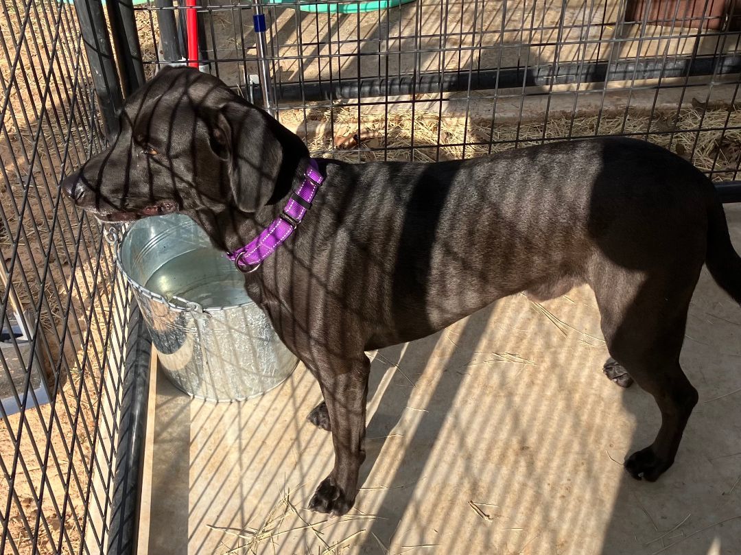 Biggy Smalls, a Adoptable Black Labrador Retriever in Nocona, TX image 4/4
