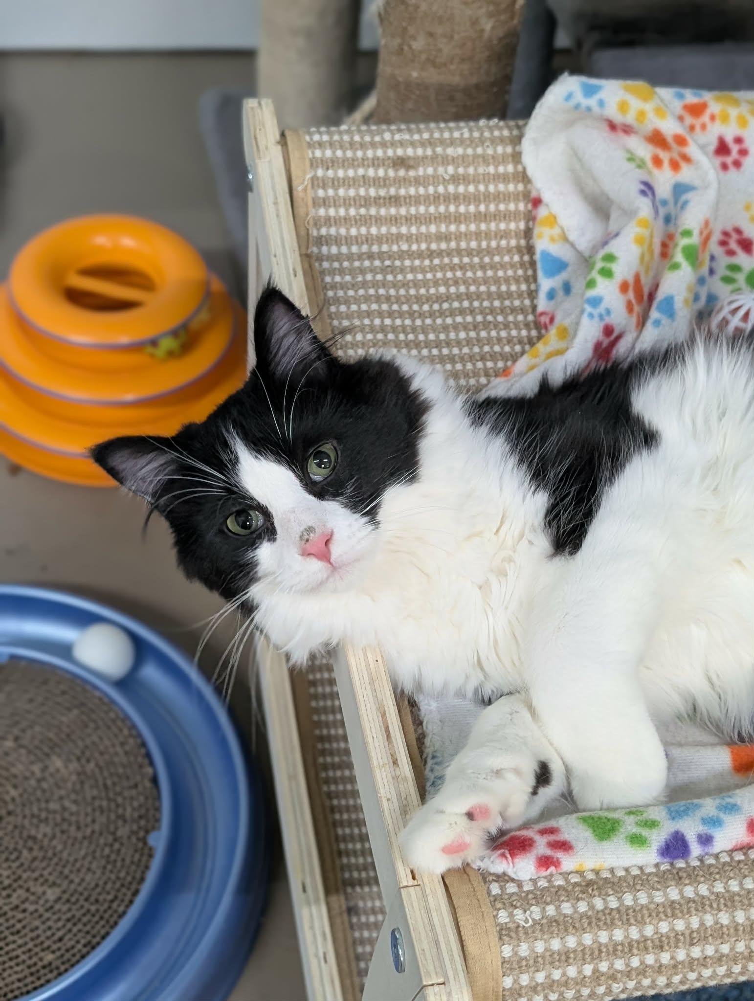 Enlarge Little Girl AND Little Gray, a Adoptable Domestic Long Hair in Gonic, NH image 1/3