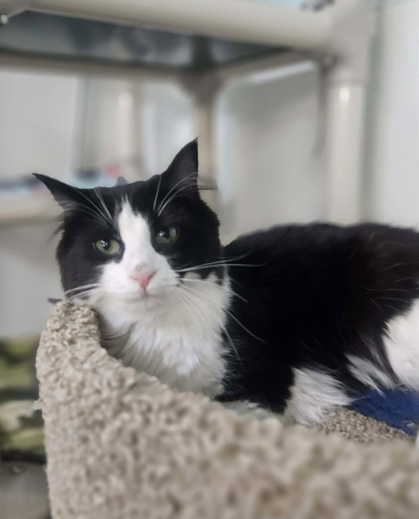 Enlarge Little Girl AND Little Gray, a Adoptable Domestic Long Hair in Gonic, NH image 2/3
