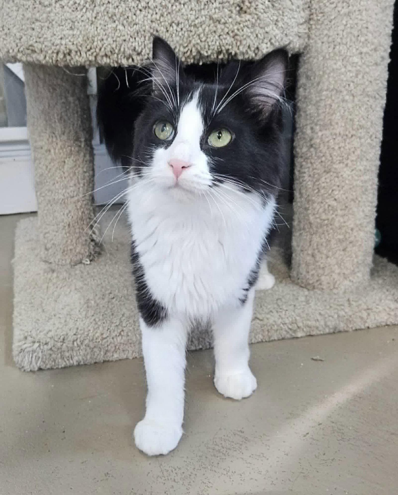 Little Girl AND Little Gray, a Adoptable Domestic Long Hair in Gonic, NH image 3/3