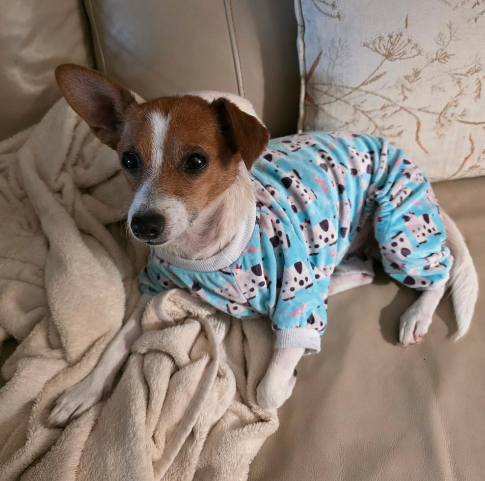 Tinsley, Adoptable, Adult Female Chihuahua.