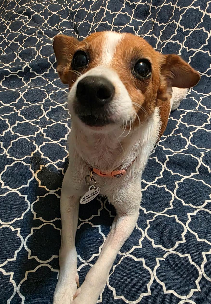 Enlarge Tinsley, a Adoptable Chihuahua in Osteen, FL image 2/3