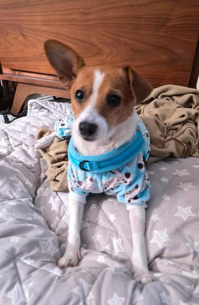 Tinsley, a Adoptable Chihuahua in Osteen, FL image 3/3