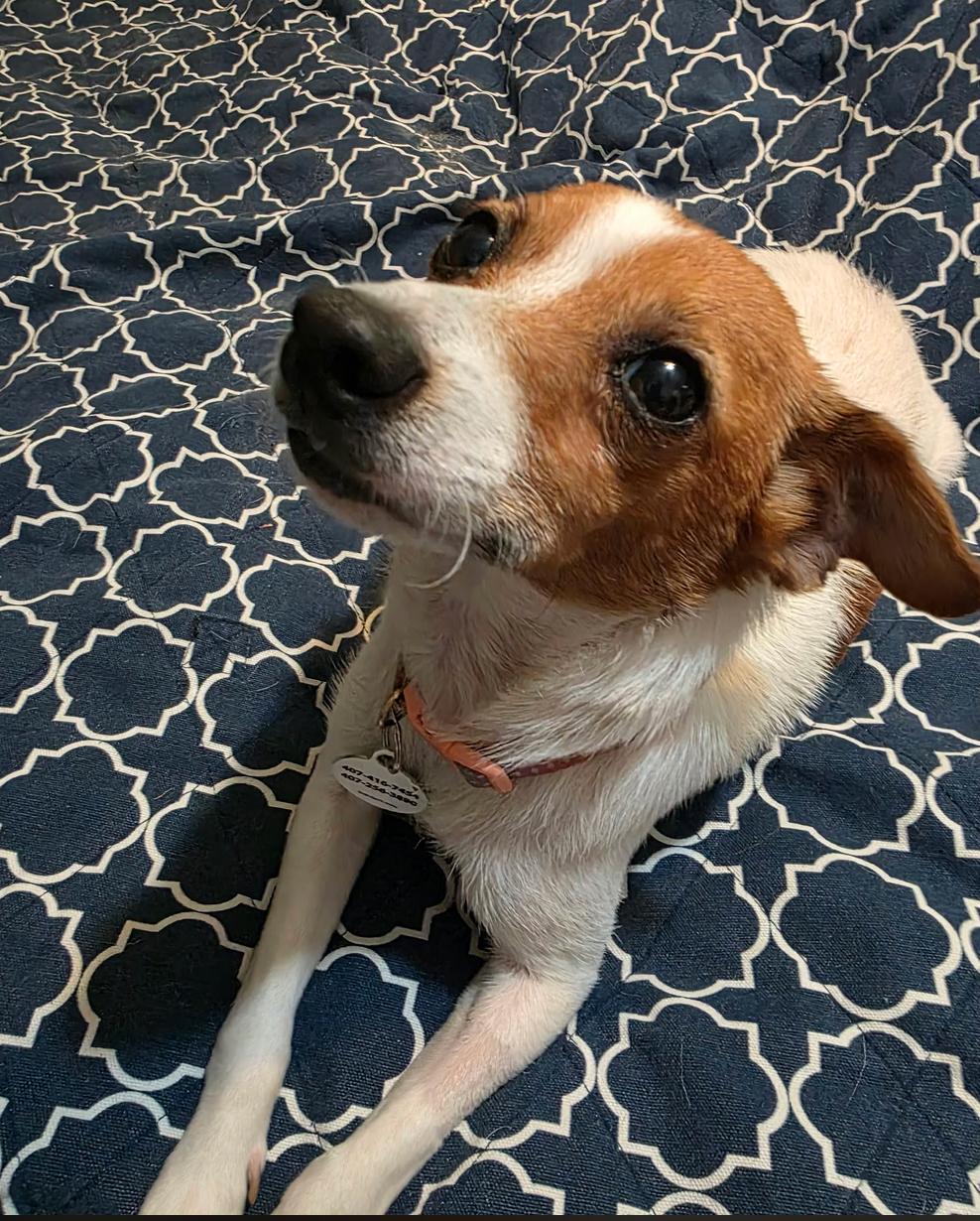 Enlarge Tinsley, a Adoptable Chihuahua in Osteen, FL image 3/3