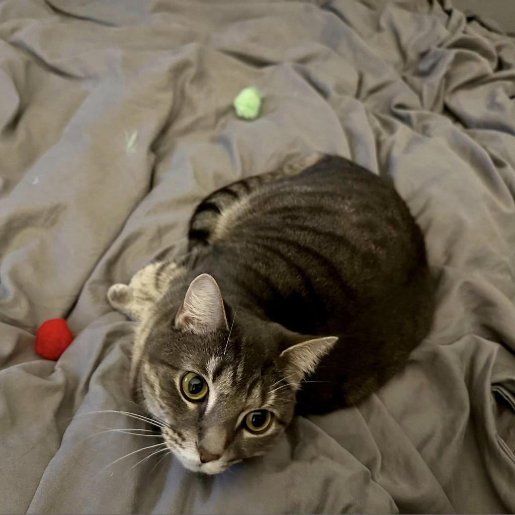 Matcha, a Adoptable Domestic Short Hair in Franklin , IN image 1/5