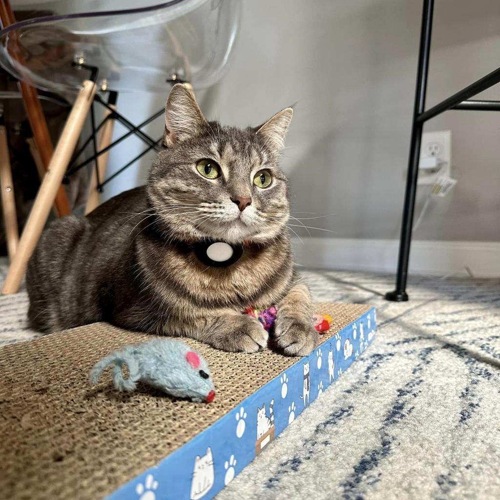 Matcha, a Adoptable Domestic Short Hair in Franklin , IN image 3/5