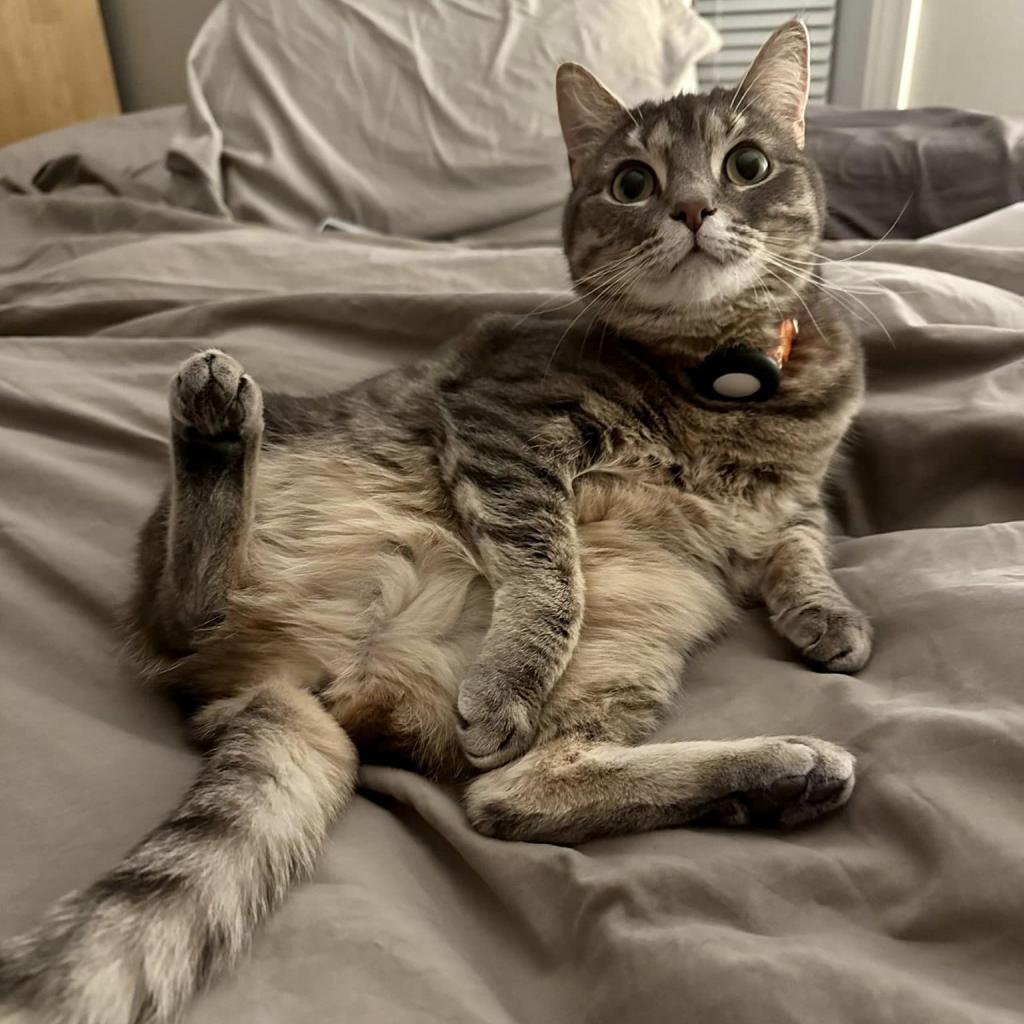 Matcha, a Adoptable Domestic Short Hair in Franklin , IN image 4/5