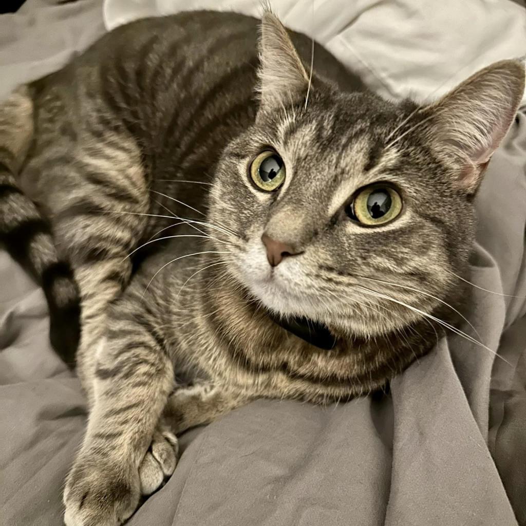 Matcha, a Adoptable Domestic Short Hair in Franklin , IN image 5/5