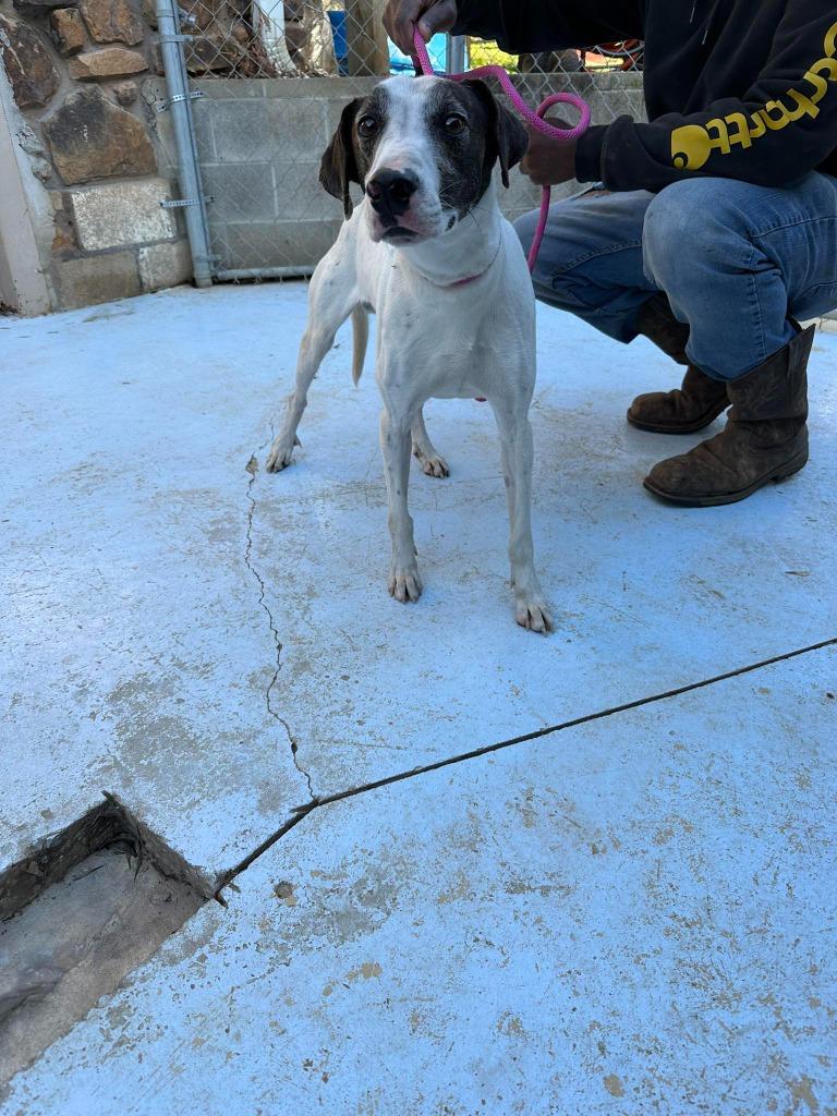 Enlarge Green Beans, a Adoptable mixed breed in Russellville, KY image 1/4