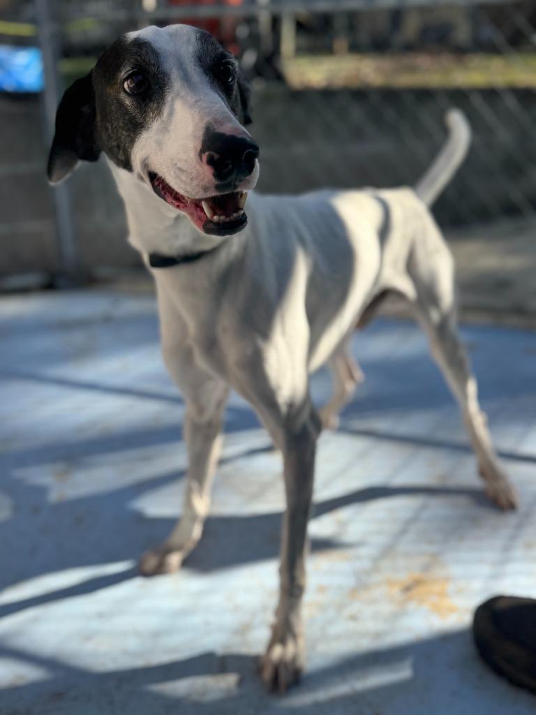 Enlarge Green Beans, a Adoptable mixed breed in Russellville, KY image 3/4