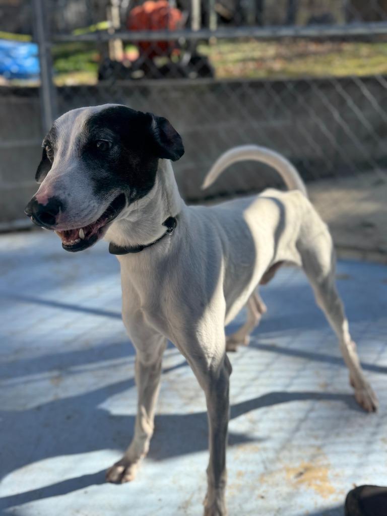 Enlarge Green Beans, a Adoptable mixed breed in Russellville, KY image 4/4