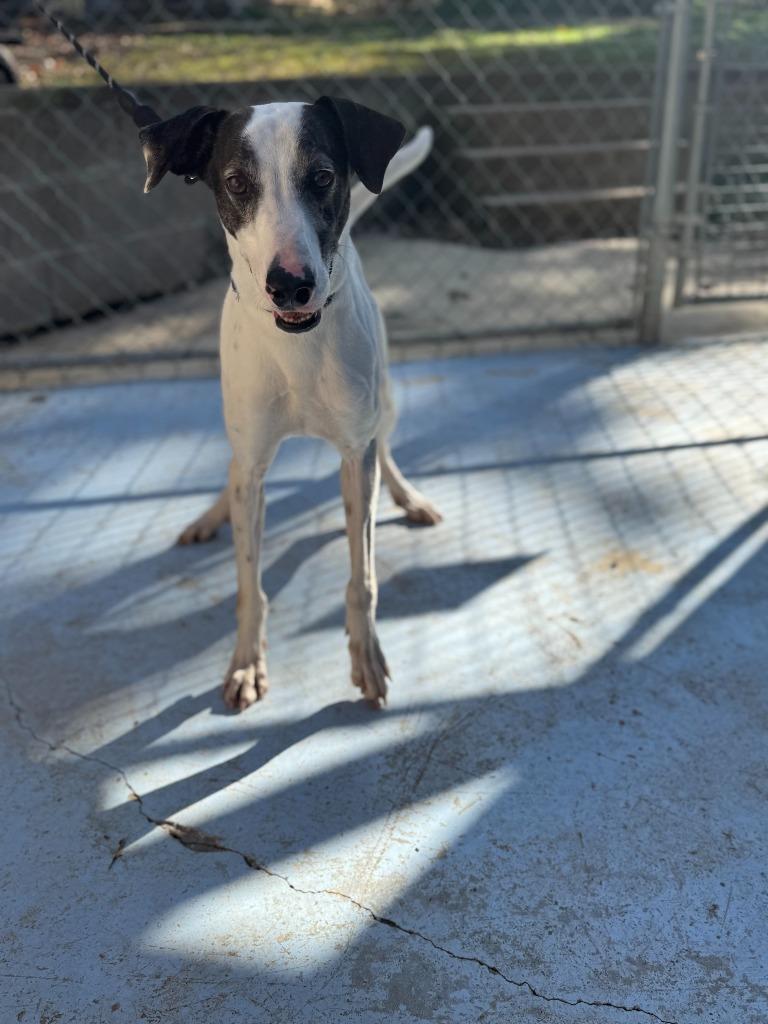 Enlarge Green Beans, a Adoptable mixed breed in Russellville, KY image 4/4