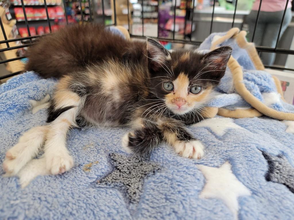 Amelia, Adopted, Adult Female Domestic Short Hair.