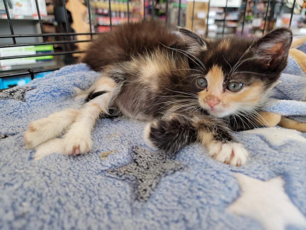 Enlarge Amelia, a Adopted mixed breed in Richland Hills, TX image 3/3