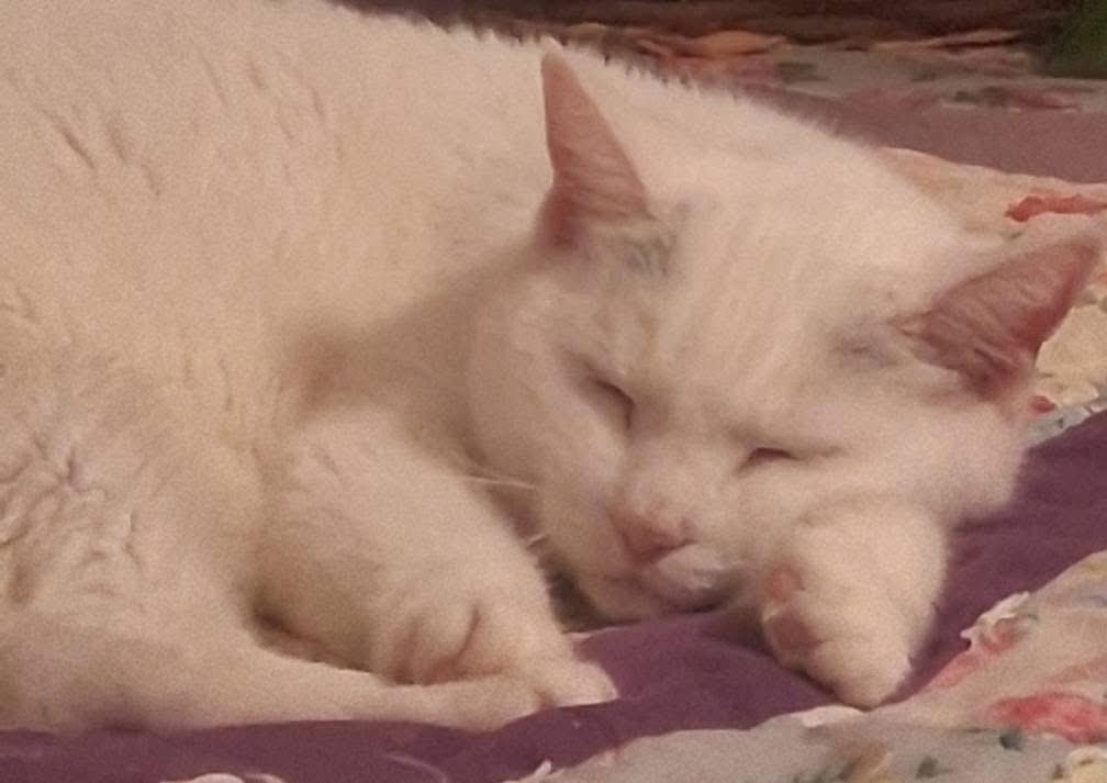 Princess **Special Needs: Urinary Issues**