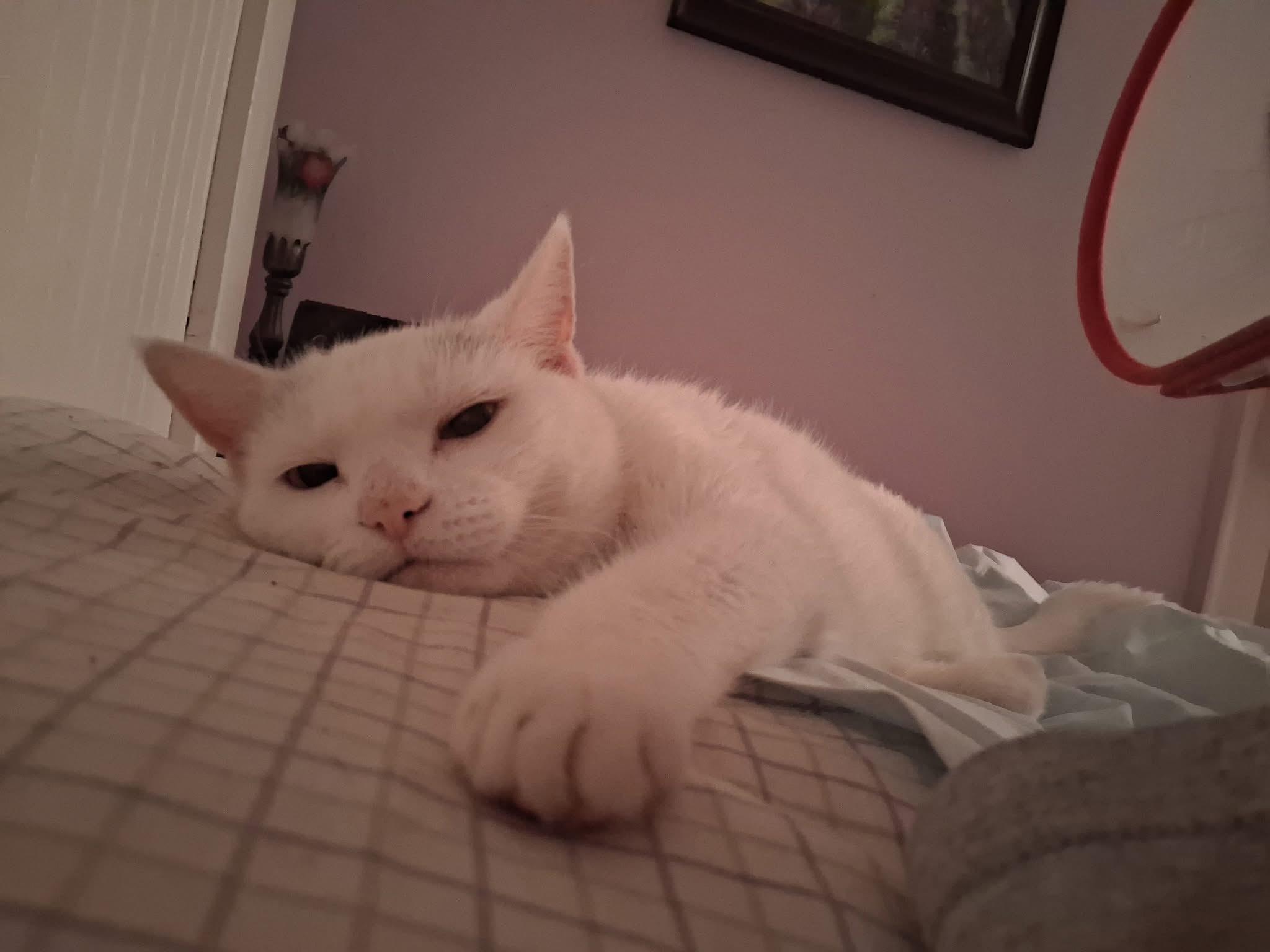 Princess **Special Needs: Urinary Issues**, a Adoptable Domestic Short Hair in FITCHBURG, MA image 5/6