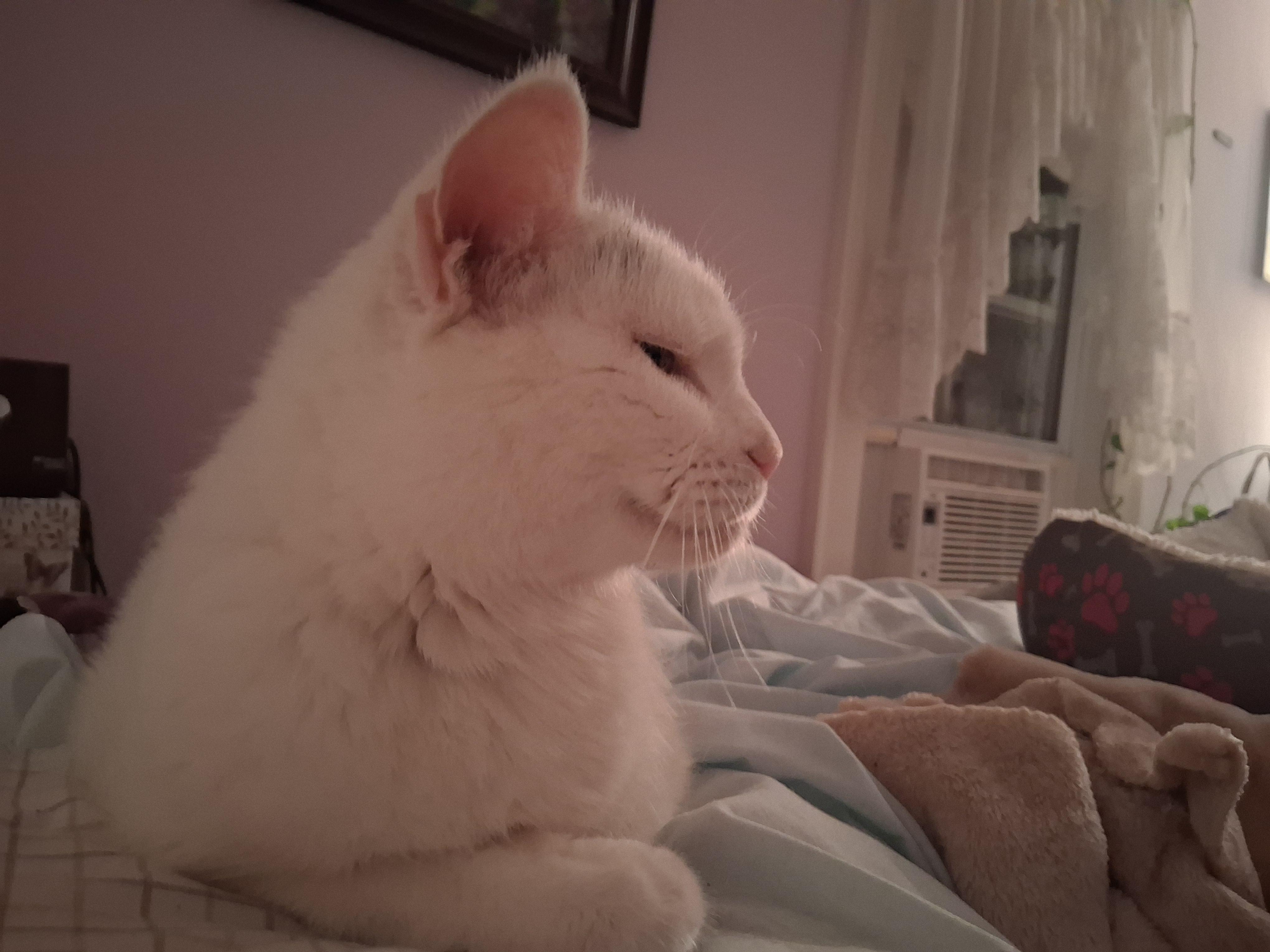 Princess **Special Needs: Urinary Issues**, a Adoptable Domestic Short Hair in FITCHBURG, MA image 1/6