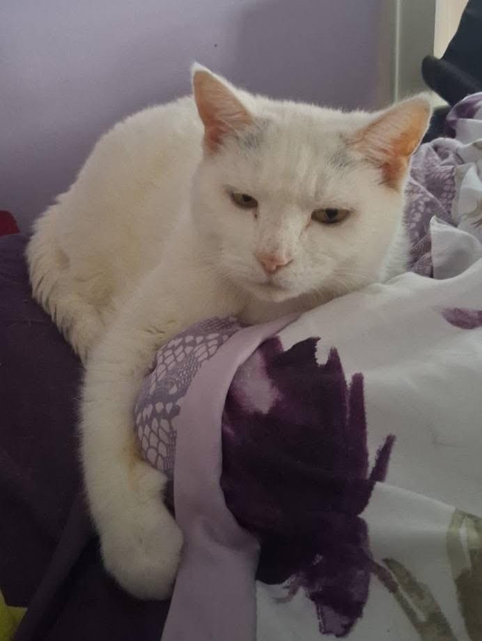 Princess **Special Needs: Urinary Issues**