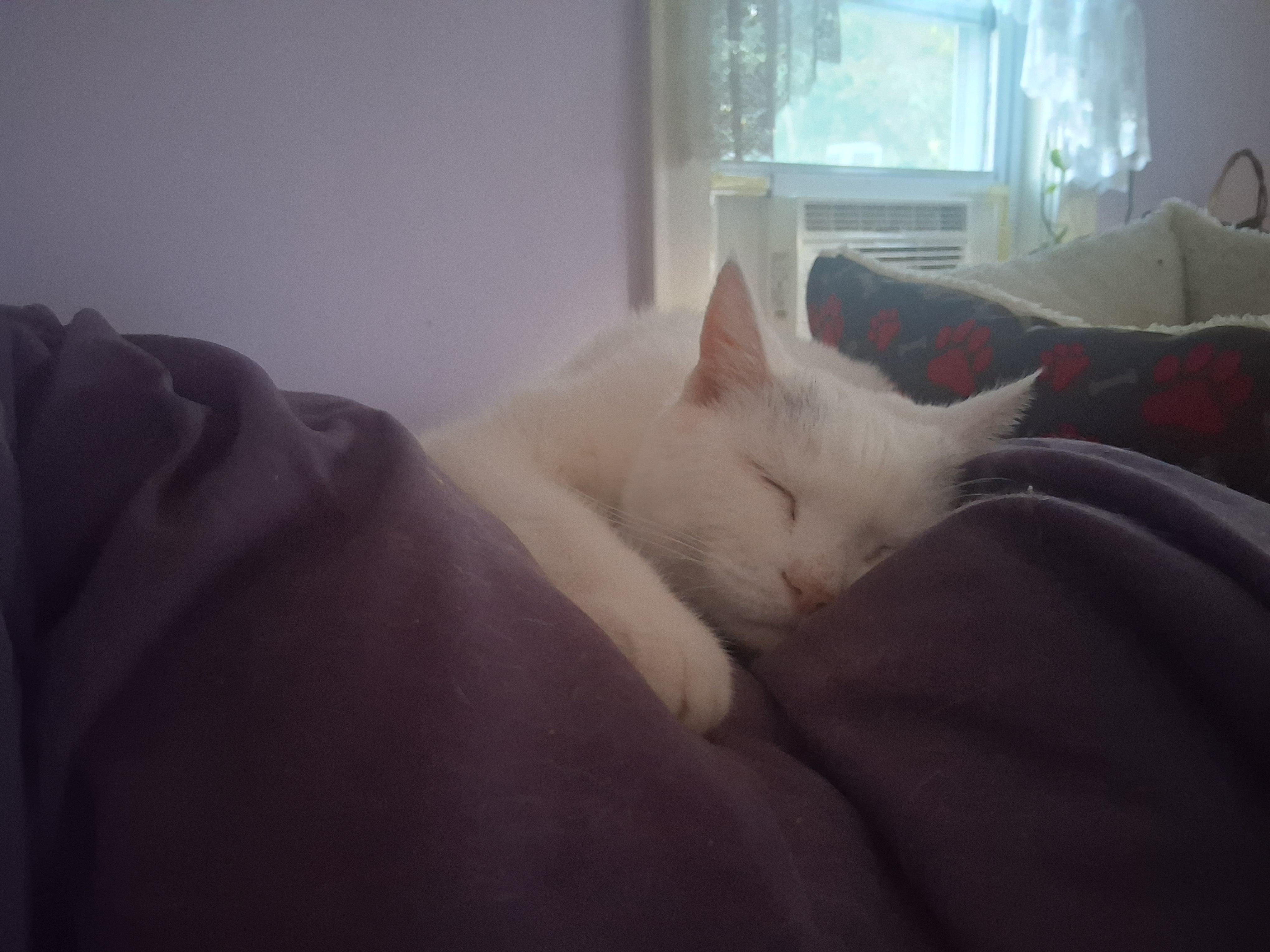 Princess **Special Needs: Urinary Issues**