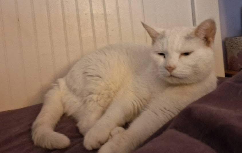 Princess 2 **Special Needs: Urinary and Gastro issues, bonded with Bounce** — thumbnail 6