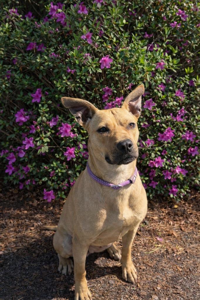 Jelly Bean, Adoptable, Young Female Black Mouth Cur & Boxer.
