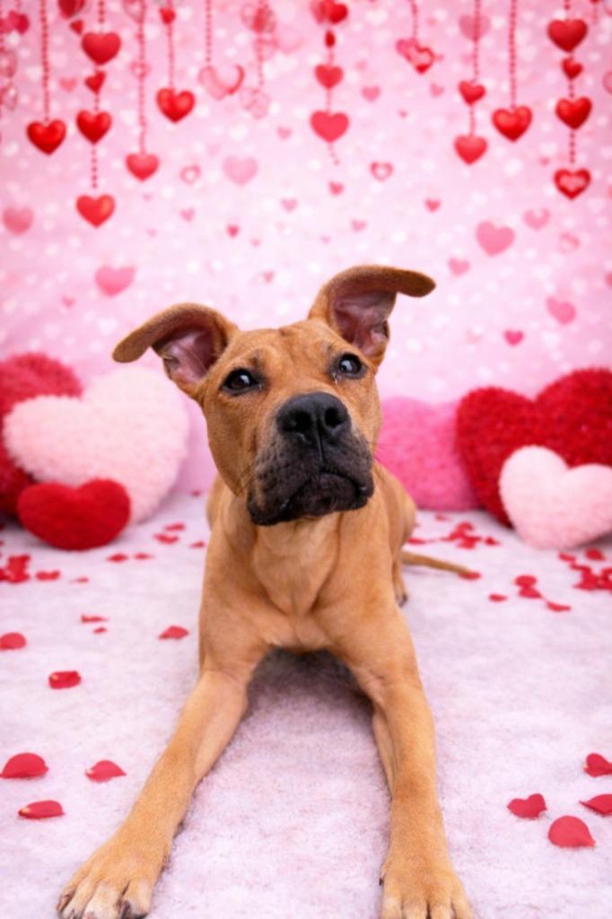 Enlarge Jelly Bean, a Adoptable mixed breed in Hardeeville, SC image 1/1