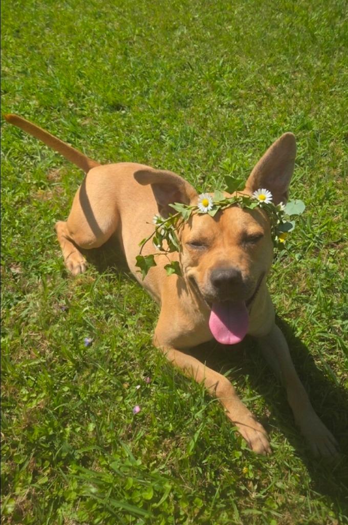 Jelly Bean, a Adoptable mixed breed in Hardeeville, SC image 3/4
