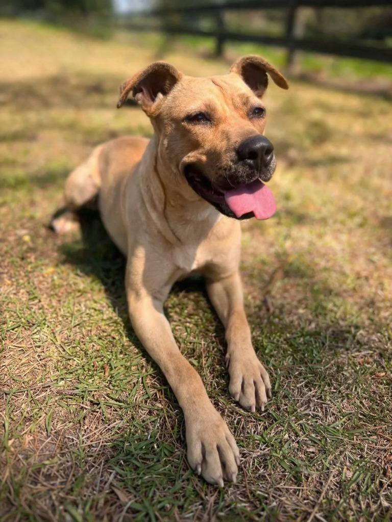Enlarge Jelly Bean, a Adoptable mixed breed in Hardeeville, SC image 3/3