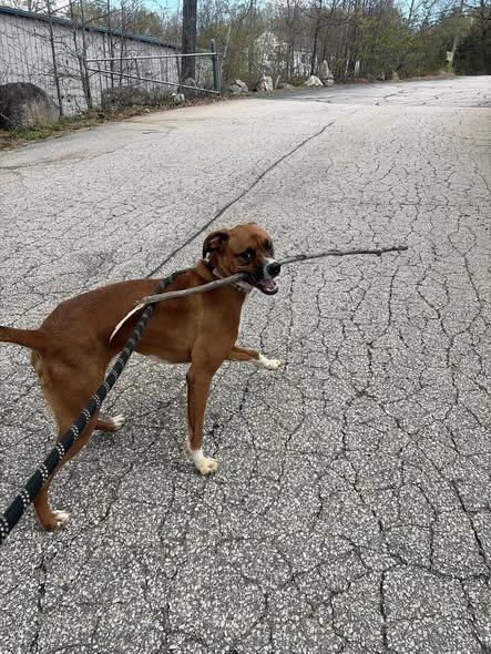 Enlarge Kongo in NH! Come Meet our Adoptable Dogs Wednesday-Saturday. More info in Bio! , a ADOPTABLE mixed breed in Manchester, NH image 3/4