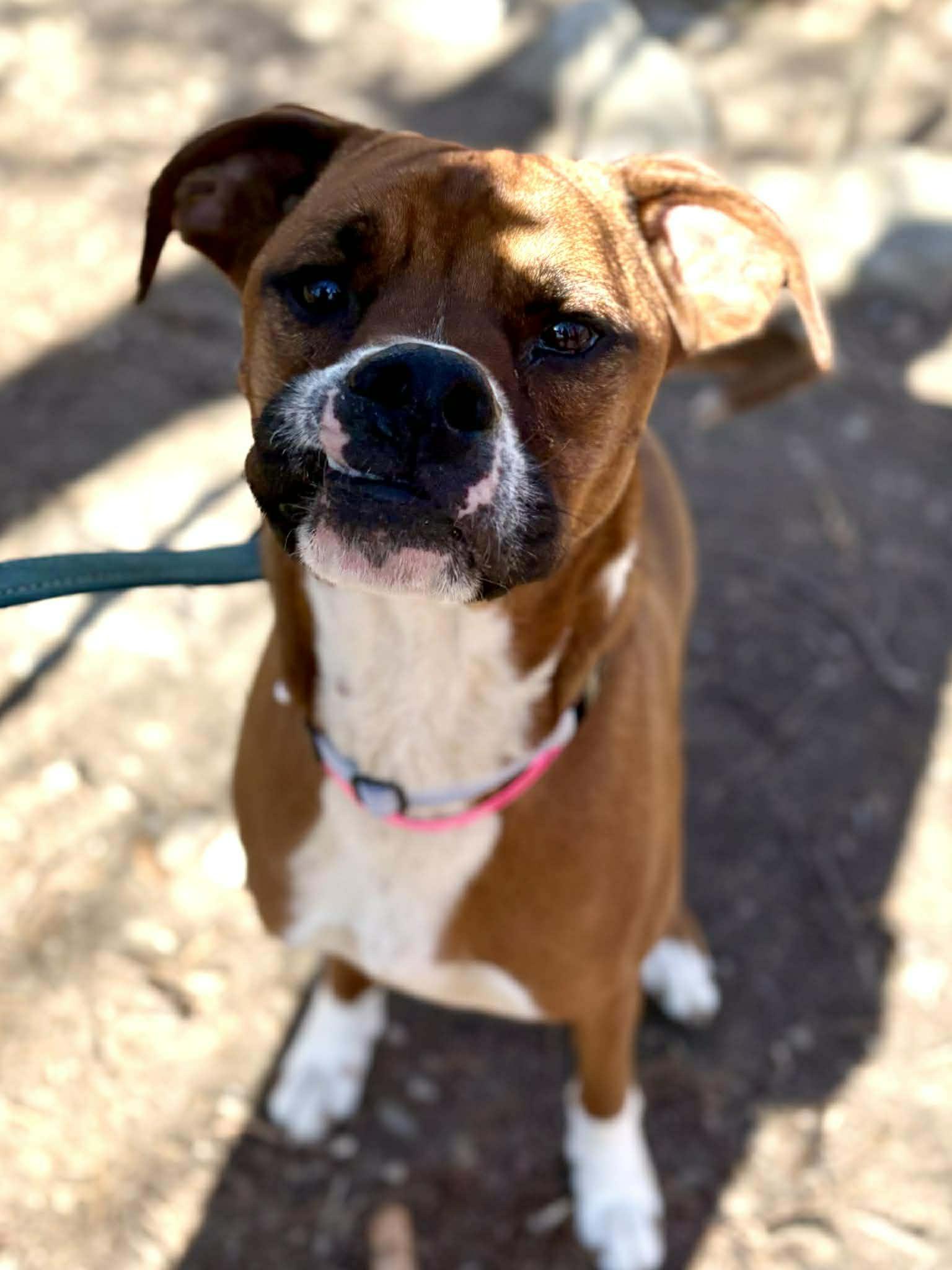 Enlarge Kongo in NH! Come Meet our Adoptable Dogs Wednesday-Saturday. More info in Bio! , a ADOPTABLE mixed breed in Manchester, NH image 2/2