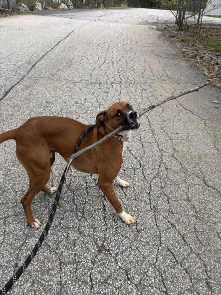Enlarge Kongo in NH! Come Meet our Adoptable Dogs Wednesday-Saturday. More info in Bio! , a ADOPTABLE mixed breed in Manchester, NH image 4/4