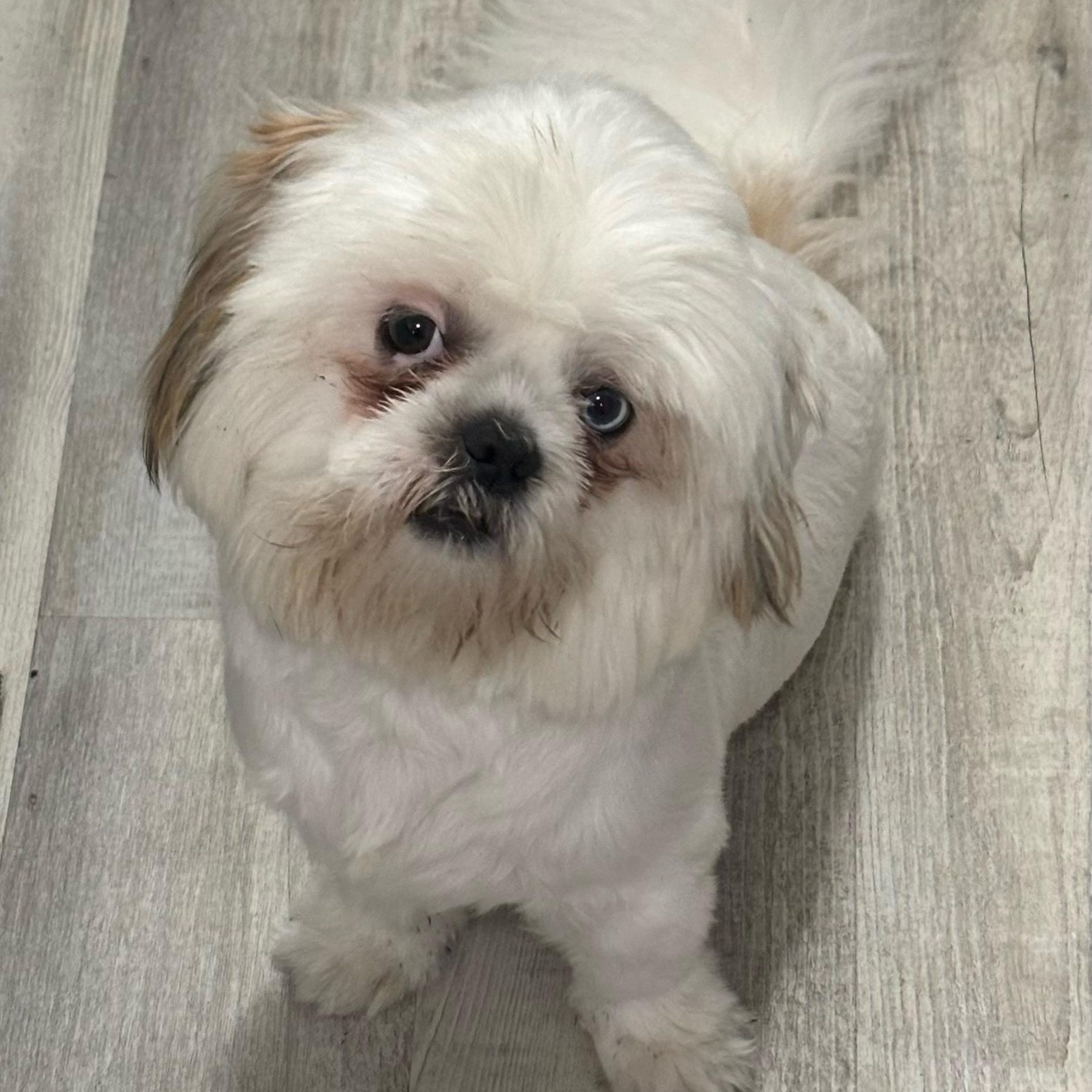 Enlarge Sugar Plum, a ADOPTABLE Shih Tzu in Sarasota, FL image 1/2