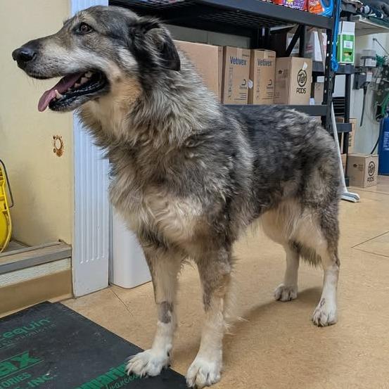 Sadie, Adoptable, Senior Female Alaskan Malamute & Mixed Breed.