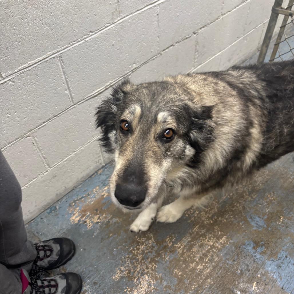 Enlarge Sadie, a Adoptable mixed breed in Greenville, PA image 2/6