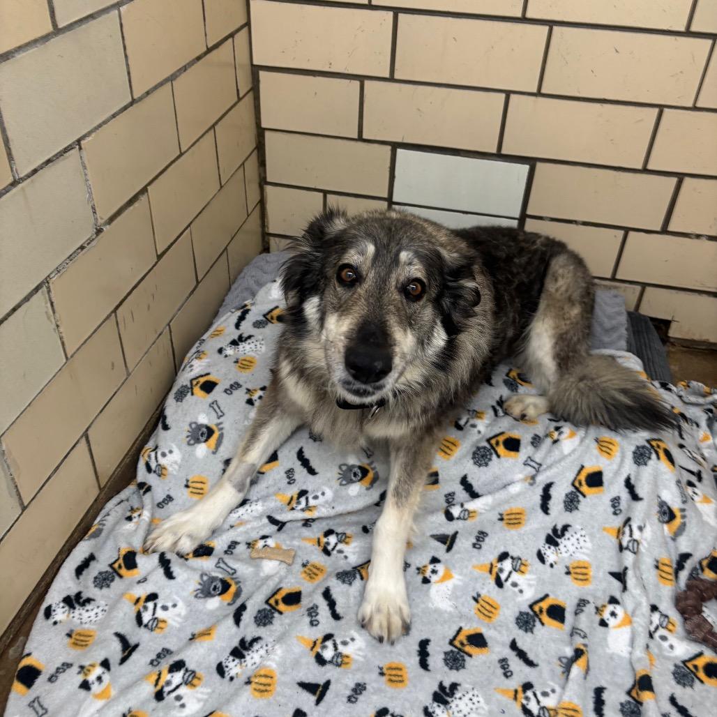 Enlarge Sadie, a Adoptable mixed breed in Greenville, PA image 3/6