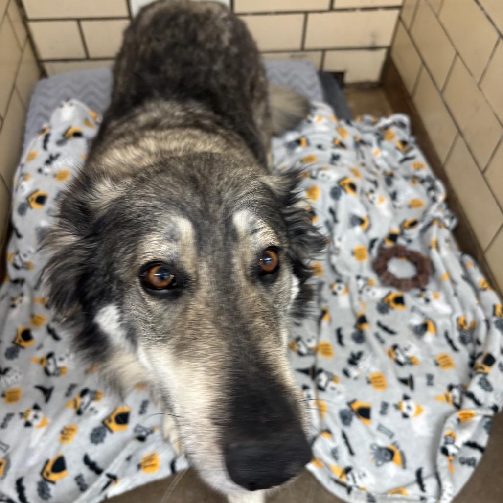 Enlarge Sadie, a Adoptable mixed breed in Greenville, PA image 4/6