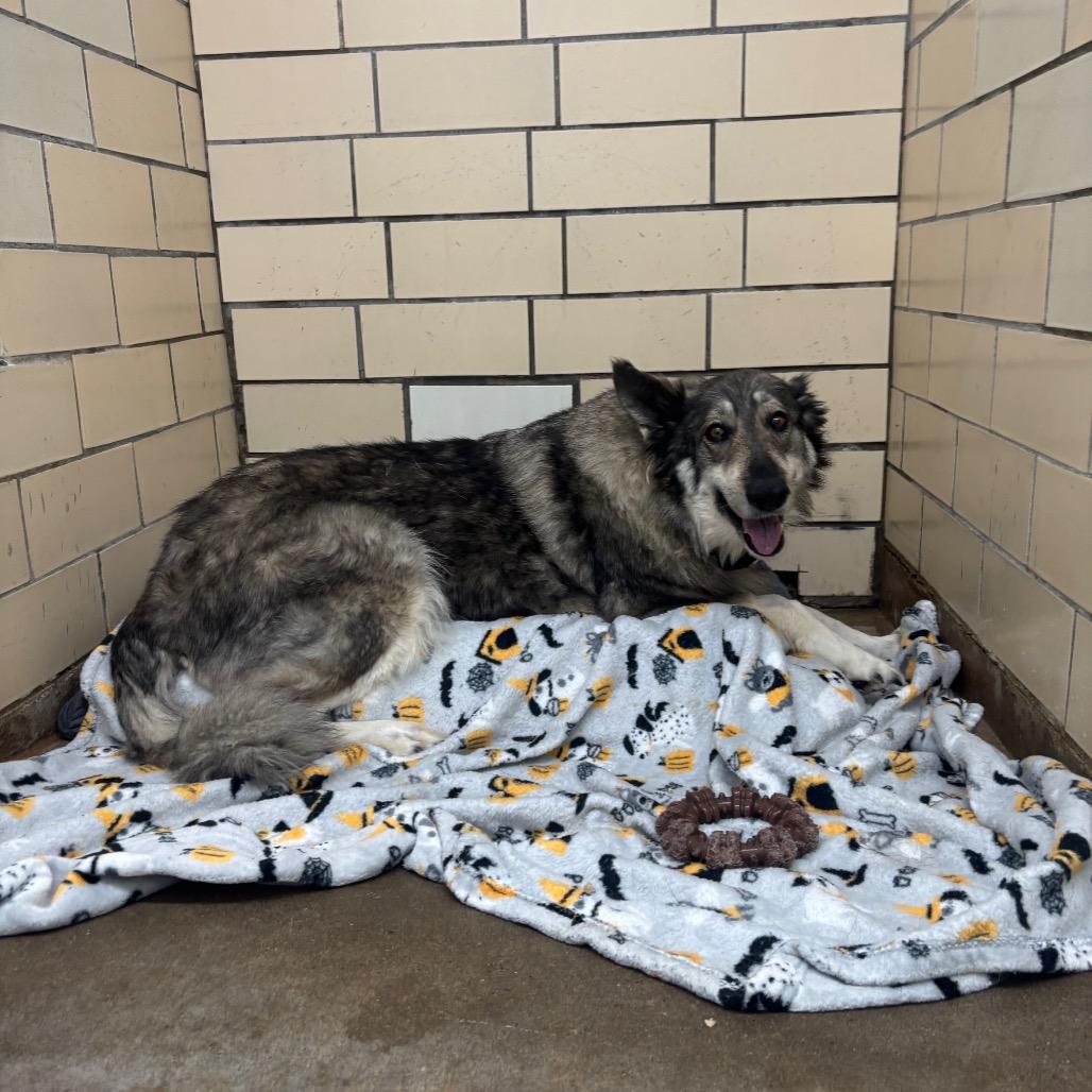 Enlarge Sadie, a Adoptable mixed breed in Greenville, PA image 5/6