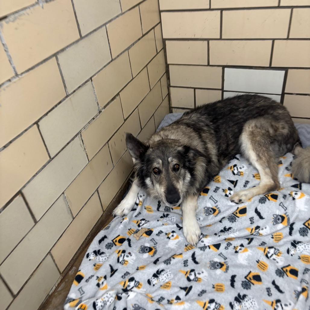 Enlarge Sadie, a Adoptable mixed breed in Greenville, PA image 6/6