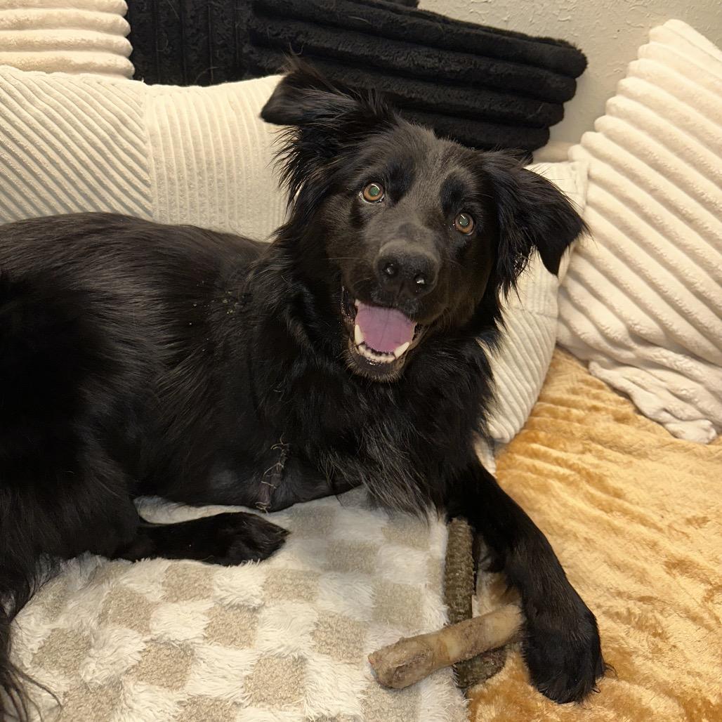 Enlarge Molly, an adopted mixed breed in Farmington, CT image 3/5